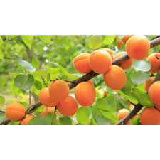 We've selected those that give the finest flavour, the. Online Orchards Dwarf Blenheim Apricot Tree Bare Root 3 Ft To 4 Ft Tall 2 Years Old Ftac002 The Home Depot Apricot Tree Homegrown Fruits Apricot