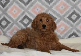 Goldendoodle litter of puppies for sale in spring, tx, usa anna these puppies, mini goldendoodles, are looking for a new home. F1b Goldendoodle Puppies Texas 2020 Pets News And Review