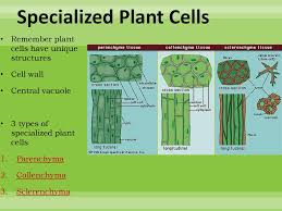 Check spelling or type a new query. Chapter 23 Plant Tissues Systems Ppt Download