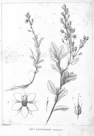 Image result for Sauvagesia