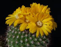 Online shopping for cacti & succulents from a great selection at patio, lawn & garden store. Succseed Parodia Formosa Winbergii Mn 137 Facebook