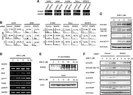 Sh1r0 | gambit cs:go запись закреплена. Runx3 Modulates Dna Damage Mediated Phosphorylation Of Tumor Suppressor P53 At Ser 15 And Acts As A Co Activator For P53 Journal Of Biological Chemistry
