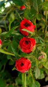 Image result for Rosa sp.