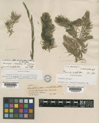 Image result for Ceratophyllum muricatum