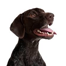 We did not find results for: Home Norcal Gsp Rescue