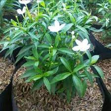 Tanaman melati (jasminum sp.) dibudidayakan secara luas karena aroma bunganya. Pohon Melati Mini Rembosa Mini Tanaman Hias Pohon Bunga Melati Mini Shopee Indonesia