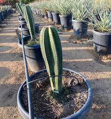 Image result for Lophocereus marginatus