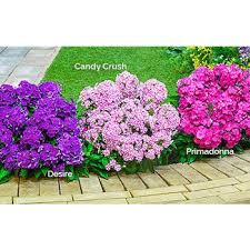 Pin On Side Yard Border
