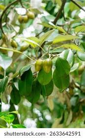 Image result for Manilkara kauki