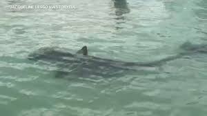 Последние твиты от pensacola shows (@pensacolashows). Florida Women Have Close Encounter With Hammerhead Sharks In Pensacola Abc7 Chicago