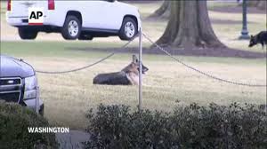 The dogs joined the bidens at the white house shortly after the bidens relocated to washington. Pets Are Back Biden S 2 Dogs Settle In At White House