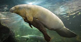We did not find results for: Manati Y Vaquita Marina Son Los Pronatura Mexico Facebook