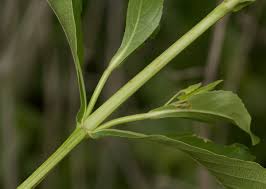 Image result for Duosperma quadrangulare