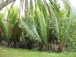 Image result for Raphia ruwenzorica