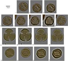 Image result for Ixora mildbraedii