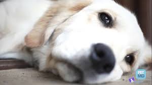 Do not pull or force the comb over the bump; 5 Signs Your Dog Has Ticks Youtube