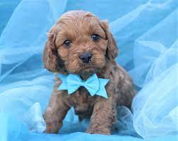 Cavapoo Puppies For Sale Happytail Puppies Family Dog Breeders Nc Cavapoo Puppies Cavapoo Puppies For Sale Cavapoo
