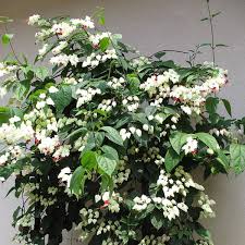 Image result for Clerodendrum