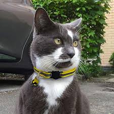 There are countless types of collars for cats, depending on their personality. Compare Prices For Bemix Pets Across All Amazon European Stores