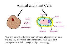 Maybe you would like to learn more about one of these? Animal Cells Contains The Cell Dna And Controls The Cells Function Ppt Video Online Download