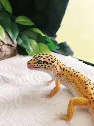 300 Animals - Reptiles Ideas In 2021 Reptiles Animals Reptiles And Amphibians