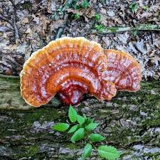 Image result for Ganoderma tsugae