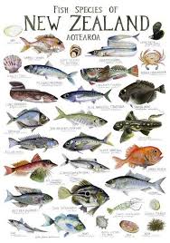 Fish Species Of New Zealand Poster In 2019 Fish Chart