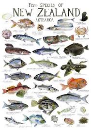 fish species of new zealand poster in 2019 fish chart