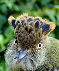 Birds With Tufted Heads Pin By Maria Vetri On Beautiful Birds Birds Beautiful Birds Pretty Birds