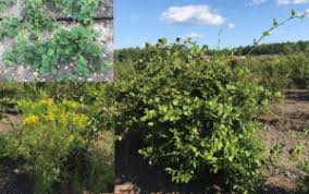 Check spelling or type a new query. Fall Control Of Perennial Weeds With Herbicides Plant Pest Advisory