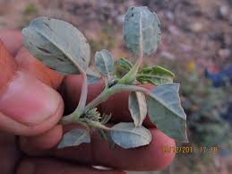 Image result for Zaleya