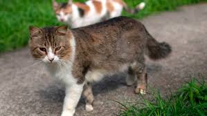 Deceased cat gets voter registration application in mail