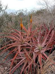 Image result for Aloe spicata