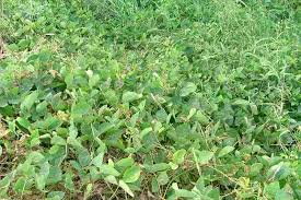 Image result for Calopogonium mucunoides