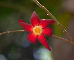 Image result for Uvaria