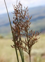 Image result for Fimbristylis