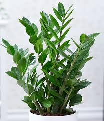 Zamioculcas 1a Zimmerpflanzen Online Kaufen Baldur Garten