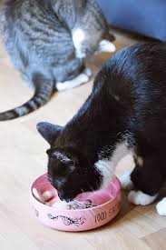 Eis Fur Katzen Selber Machen Erfrischung Fur Heisse Tage Calistas Traum Katzen Katzen Milch Katzen Klo