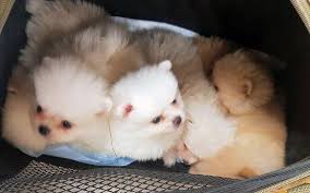 Pomeranian dog facts, how long do they live, how big do they get, what are thetypes, shedding the pomeranian, popularly known as pom is a spitz breed which emerged in the pomerania region. Woman Caught Smuggling Valuable Puppies Into Country The Times Of Israel