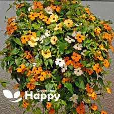 Image result for Thunbergia alata