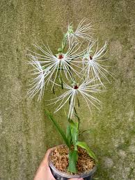 Image result for Habenaria