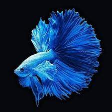 Kali ini saya akan merangkum beberapa gambar kartun hitam putih. Gambar Ikan Betta Fish Wild Country Fine Arts