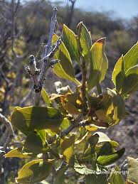 Image result for Schrebera trichoclada