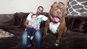 Dunyanin En Buyuk Pitbull Hulk Ve 8 Yavrusuna 500 000 Dolar Deger Bictiler The World S Largest Pitbull Hulk And They Reap 500 000 W Pitbull Hulk Kopek