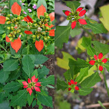 Image result for Euphorbia serratifolia