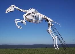 pin von ethevis soiron auf skeletons pferd pferd anatomie 3 d