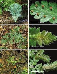 Image result for Microlepia