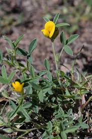 Image result for Argyrolobium tomentosum