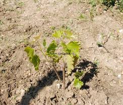 Maybe you would like to learn more about one of these? Plantarea Si Ingrijirea Vitei De Vie Casadex Ro