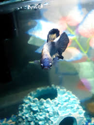 Marble the marble betta was created in the beginning of the 1970s by orville gulley, a prison inmate at the penal institute in indiana 3, 8. Blue Marble Betta Fish Album On Imgur